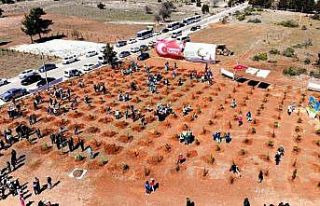 Muğla ve Aydın’da 50 bin fidan toprakla buluştu