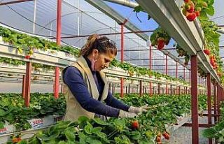 Seracılıkta kendini kanıtladı, şimdi başkalarını...