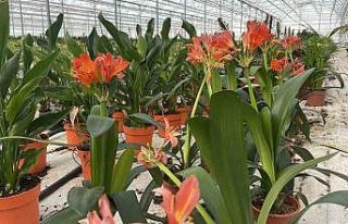 Tarım diyarı Şanlıurfa süs bitkilerinin merkezi...