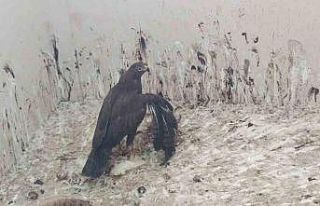 Uzmanından 3 Mart Dünya Yaban Hayatı Günü’ne...