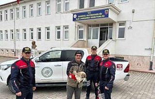 Yaralı kızıl şahini jandarma ekipleri buldu