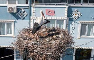 Yaren Leylek ile Balıkçı Adem’in arasına Nazlı...