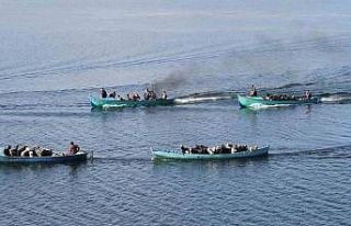 Yavrulama dönemi gelen keçilerin tekne yolculuğu
