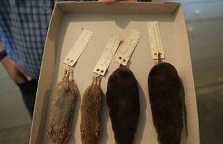 Dünya biyoçeşitliliğine ilk kez kazandırılan...