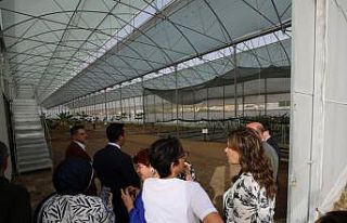 Kumluca MYO’da 17 tropik meyve türü araştırılıyor