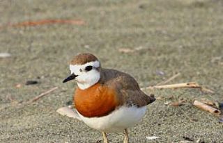 Nadir görülen ’Doğu cılıbıtı’ Milleyha...