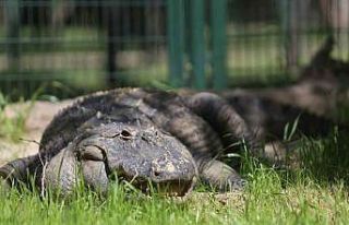 (Özel) Bursa Hayvanat Bahçesi’nin yeni üyesi...
