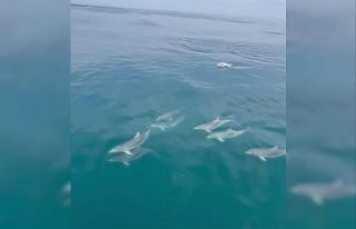 Sinop’ta yunusların dansı görsel şölen oluşturdu