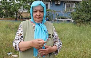 Sokak köpeklerinin saldırısına uğradı: O anları...