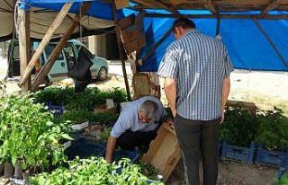 Adana’da ata tohumu ve fidelerine yoğun ilgi