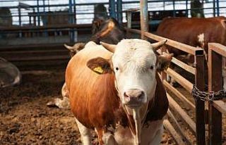 Adana’da kurbanlık fiyatları belli oldu
