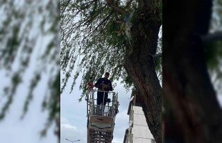 Ağaçta mahsur kalan kedi kurtarıldı