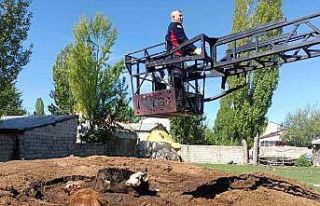 Ağrı’da bataklığa saplanan inekler itfaiye ekipleri...