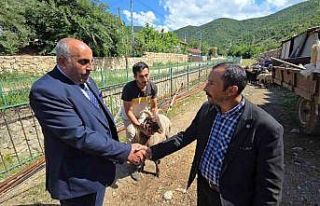 Ahırın lideri olan 4 boynuzlu koç, son başbakan...