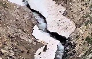 Anne ayı ve yavruları yiyecek ararken görüntülendi