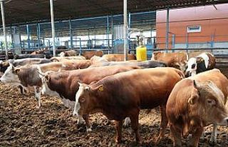 Ayhan: "Türkiye’de hayvancıların yüzde...