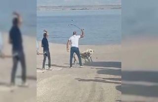 Başı boş köpeklerin kavgasını vatandaşlar sopa...