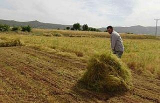 Batman’da mercimek çiftçinin yüzünü güldürdü