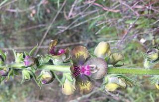 Biyoçeşitlilik projesiyle Riva Sığırkuyruğu...