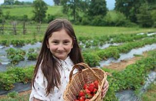 Bu tarlada çilekler ’seç-al’ sloganıyla dalında...