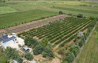 Buğday tarlalarının arasına diktiği bitkiyle...