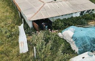 Çalıntı kurbanlıklar böyle bulundu: Operasyon...