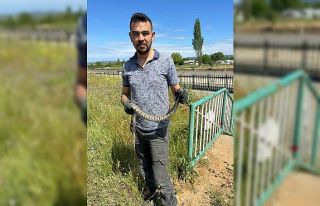 Çanakkale’de su borularından engerek yılanı...