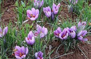 Dünyanın en pahalı baharatını ekti, kilosunu...