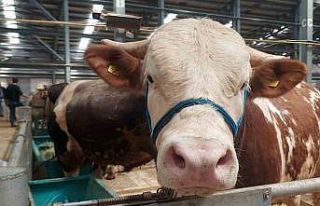 Erzurum’da kurban pazarında hareketlilik başladı