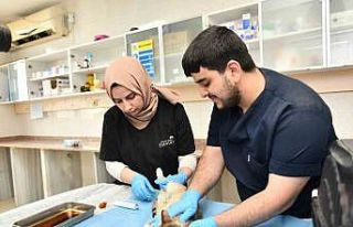 Esenyurt Belediyesi ekipleri hamile kediyi Modern...