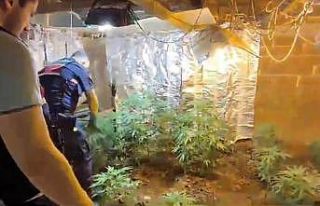 Evinin deposunu uyuşturucu serasına çevirmiş