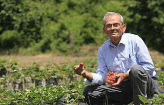 Hobi amaçlı başladığı çilek yetiştiriciliği...