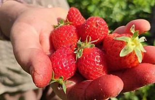 Kirazın ardından çilek üreticileri de düşen...