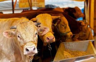 Mahalleye dönüşen köyde hayvan sayısı azaldı