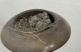 Makam odasının balkonundaki küllük kumrunun yuvası...