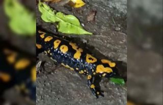 Nesli tükenmekte olan ’Anadolu Semenderi’ görüntülendi