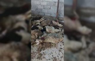 Niğde’de aç kurt 9 koyunu telef etti, 7 koyunu...