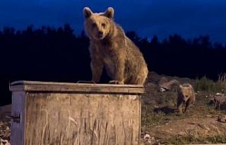 Sarıkamış’ta yavru ayıların çöp konteyneriyle...