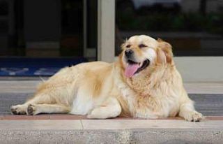 ‘Sokak köpekleri için umut dolu proje’