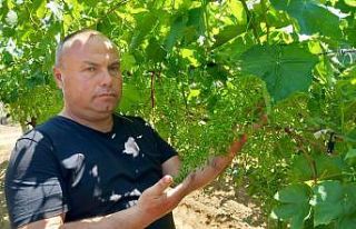 Sultaniye üzümün kalitesi yüzleri güldürdü