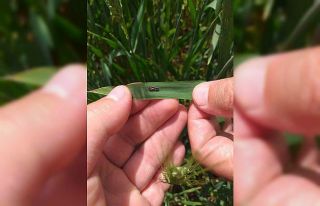 Süne ile mücadele çalışmaları hasat zamanına...