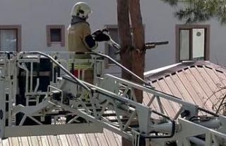 Tırnağı ağaca takılan kedi kurtarıldı