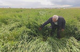 Toz bulutu ve fırtına ekinlere zarar verdi