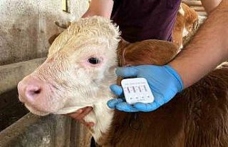 Türkiye’de ilk kez uygulanan yöntemle buzağı...