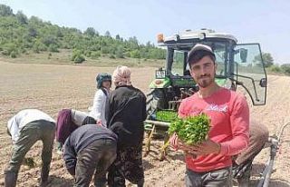 Yeşil altın fideleri toprakla buluştu