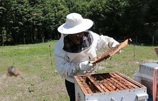 Yığılca’ya yeni bal ormanı