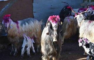 117 yıldır devam eden gelenek: Gelin gibi süslenen...