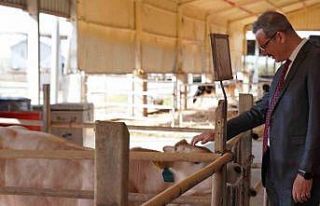 Adana’da 14 bin büyükbaş, 136 bin büyükbaş...