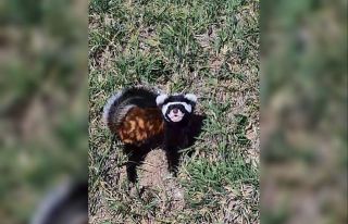 Aksaray’da nesli tükenmekte olan “Alaca sansar”...