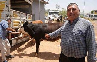 Arefe günü kurban pazarlarında yoğunluk had safhaya...